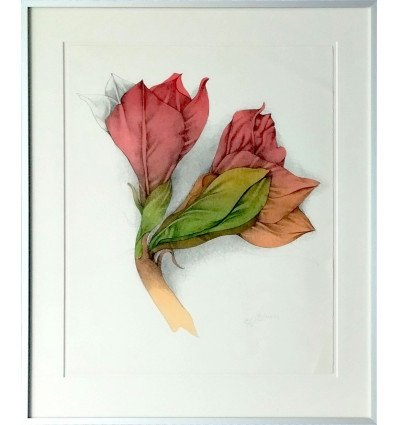Bruno Bruni - Amaryllis