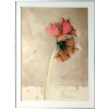 Bruno Bruni - Amaryllis II