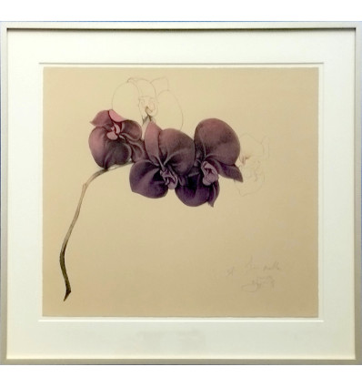 Bruno Bruni -  Orchidea