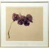 Bruno Bruni -  Orchidea